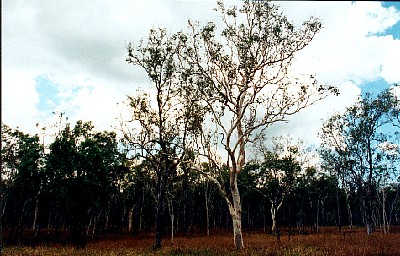 Eukalyptusbume