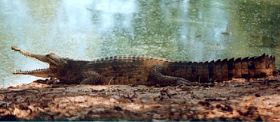 krokodilpark02.jpg